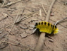 fuzzycaterpillar