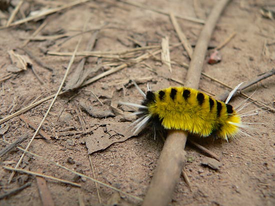 fuzzycaterpillar