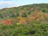 interstateturningleaves
