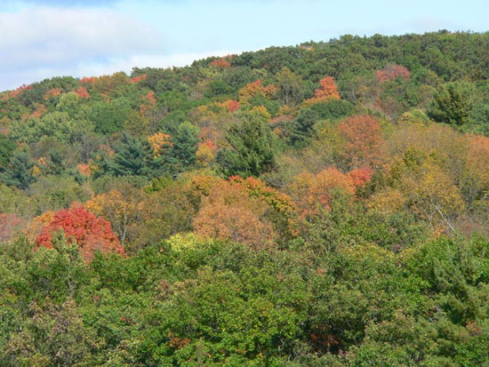 interstateturningleaves