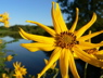 wildflowerpondsky