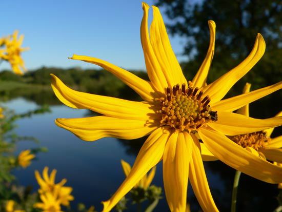 wildflowerpondsky