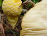 wildmushrooms