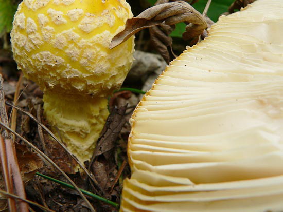 wildmushrooms